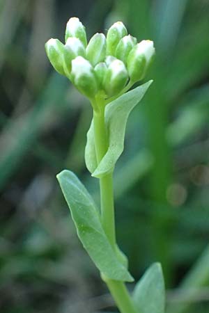 Noccaea goesingensis \ Gsing-Hellerkraut, A Ternitz 12.5.2025