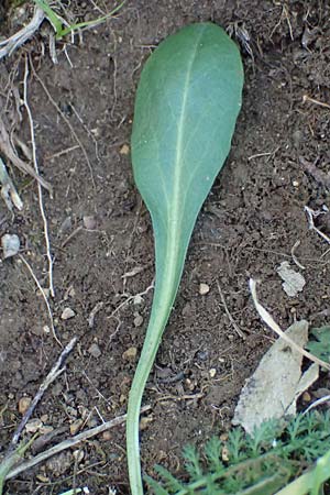 Noccaea goesingensis \ Gsing-Hellerkraut, A Ternitz 12.5.2025