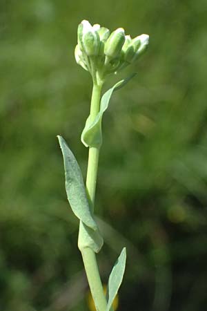 Noccaea goesingensis \ Gsing-Hellerkraut, A Ternitz 12.5.2025