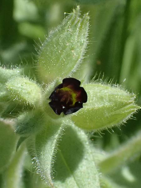 Nonea pulla \ Braunes M�nchskraut / Brown Nonea, A Ottenthal 11.5.2025