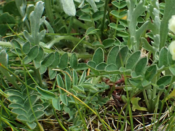 Oxytropis campestris \ Gew�hnlicher Alpen-Spitzkiel / Yellow Oxytropis, A Gro&szlig;glockner 30.6.2025