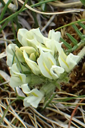Oxytropis campestris \ Gew�hnlicher Alpen-Spitzkiel / Yellow Oxytropis, A Gro&szlig;glockner 30.6.2025