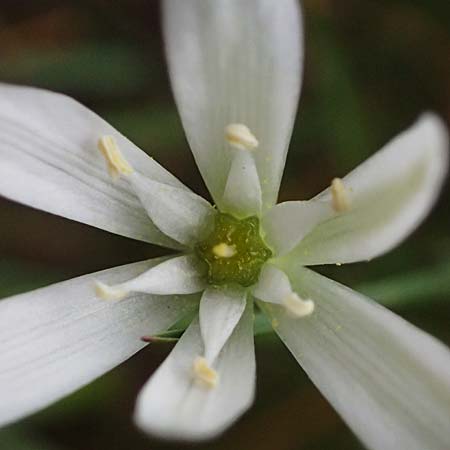 Ornithogalum divergens \ Spreizender Dolden-Milchstern / Lesser Star of Bethlehem, A Pulkau 9.5.2025