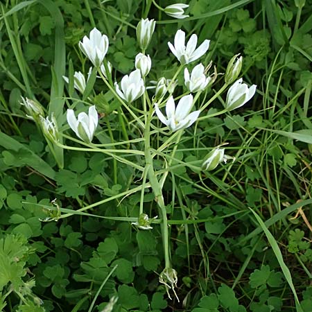 Ornithogalum divergens \ Spreizender Dolden-Milchstern / Lesser Star of Bethlehem, A Pulkau 9.5.2025
