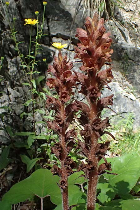 Orobanche flava, Butterbur Broomrape