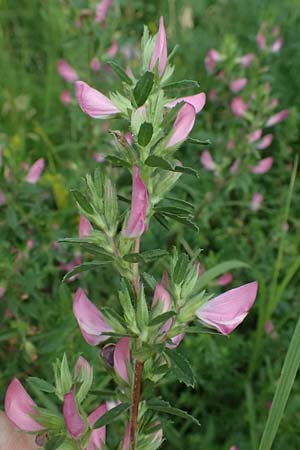 Ononis foetens \ Stink-Hauhechel / Stinking Restharrow, A Wien 14.6.2026