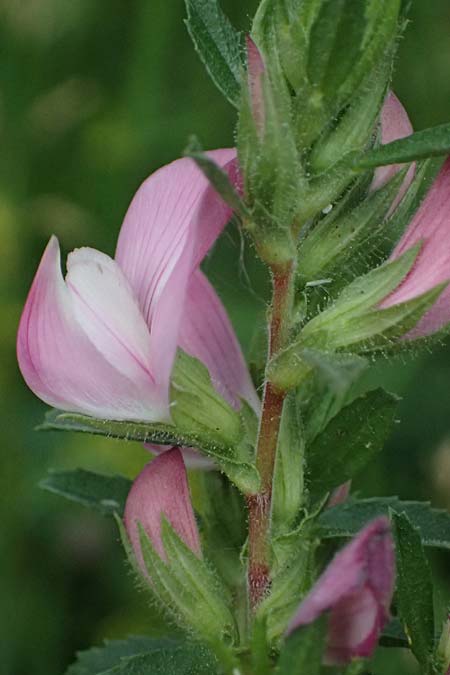 Ononis foetens \ Stink-Hauhechel / Stinking Restharrow, A Wien 14.6.2026