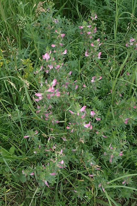 Ononis foetens \ Stink-Hauhechel / Stinking Restharrow, A Wien 14.6.2026