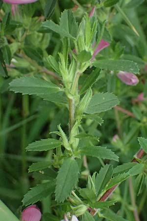 Ononis foetens \ Stink-Hauhechel / Stinking Restharrow, A Wien 14.6.2026