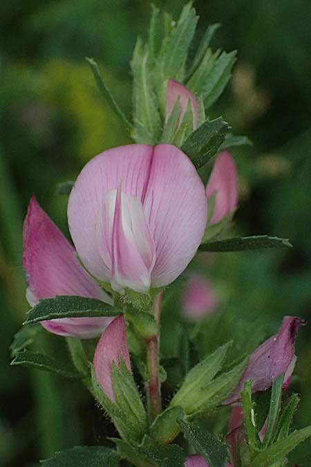 Ononis foetens \ Stink-Hauhechel / Stinking Restharrow, A Wien 14.6.2026