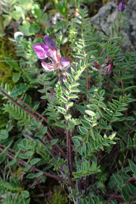 Oxytropis halleri \ Hallers Spitzkiel, A Trenchtling 6.7.2024