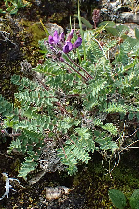 Oxytropis halleri \ Hallers Spitzkiel, A Trenchtling 6.7.2024