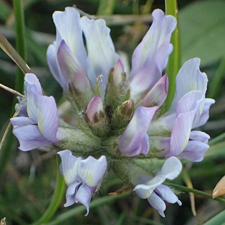 Oxytropis jacquinii \ Berg-Spitzkiel, Berg-Fahnenwicke / Jacquin's Milk-Vetch, A Großglockner 11.8.2025