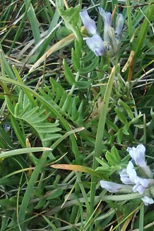 Oxytropis jacquinii \ Berg-Spitzkiel, Berg-Fahnenwicke / Jacquin's Milk-Vetch, A Großglockner 11.8.2025
