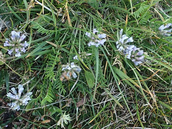Oxytropis jacquinii \ Berg-Spitzkiel, Berg-Fahnenwicke / Jacquin's Milk-Vetch, A Großglockner 11.8.2025