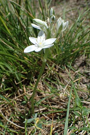 Ornithogalum pannonicum \ Pannonischer Milchstern, Schopf-Milchstern / Pannonian Star of Bethlehem, A Hainburg 14.5.2022