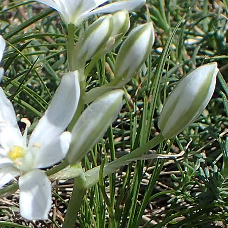 Ornithogalum pannonicum \ Pannonischer Milchstern, Schopf-Milchstern / Pannonian Star of Bethlehem, A Hainburg 14.5.2022