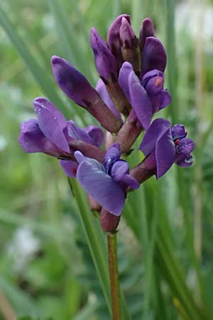Oxytropis neglecta \ Insubrischer Spitzkiel, Pyren�en-Spitzkiel, A Admont 5.7.2024