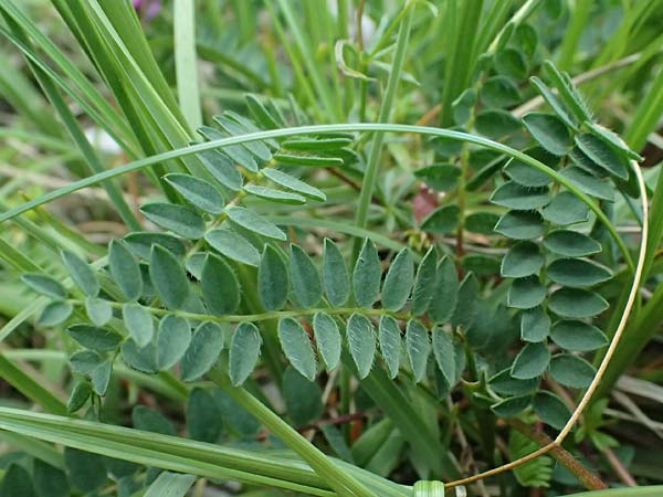 Oxytropis neglecta \ Insubrischer Spitzkiel, Pyren�en-Spitzkiel, A Admont 5.7.2024