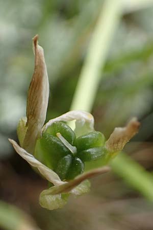 Ornithogalum pannonicum \ Pannonischer Milchstern, Schopf-Milchstern / Pannonian Star of Bethlehem, A Seewinkel, Apetlon 8.5.2022