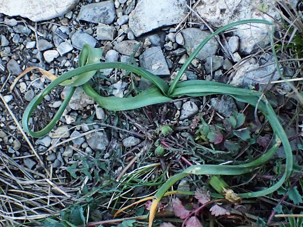 Ornithogalum pannonicum \ Pannonischer Milchstern, Schopf-Milchstern / Pannonian Star of Bethlehem, A Hainburg 2.4.2023