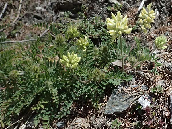 Oxytropis pilosa \ Zottige Fahnenwicke, Steppen-Spitzkiel, A Osttirol, Matrei 14.5.2025