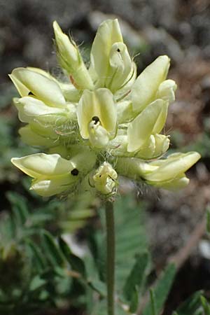Oxytropis pilosa \ Zottige Fahnenwicke, Steppen-Spitzkiel, A Osttirol, Matrei 14.5.2025