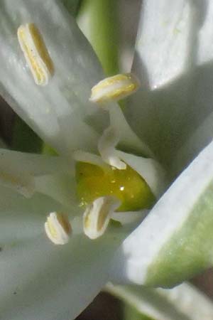 Ornithogalum pannonicum \ Pannonischer Milchstern, Schopf-Milchstern / Pannonian Star of Bethlehem, A Hainburg 10.5.2025