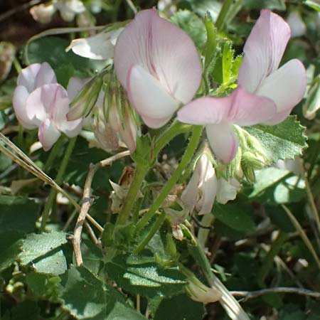 Ononis rotundifolia \ Rundblttrige Hauhechel / Round-Leaved Restharrow, A Osttirol, Matrei 14.5.2025