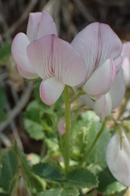 Ononis rotundifolia \ Rundblttrige Hauhechel / Round-Leaved Restharrow, A Osttirol, Matrei 14.5.2025