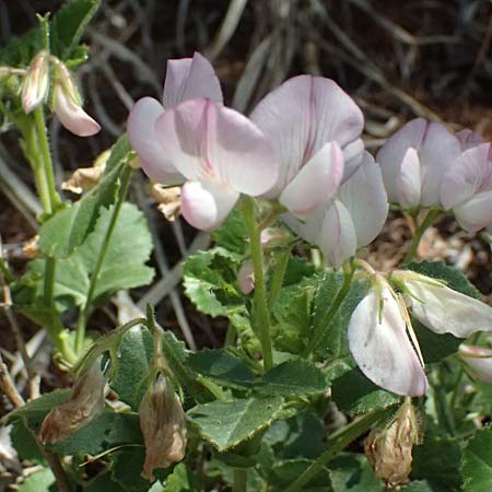 Ononis rotundifolia \ Rundblttrige Hauhechel / Round-Leaved Restharrow, A Osttirol, Matrei 14.5.2025