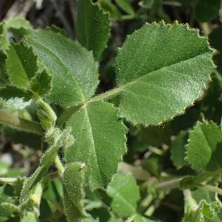 Ononis rotundifolia \ Rundblttrige Hauhechel / Round-Leaved Restharrow, A Osttirol, Matrei 14.5.2025
