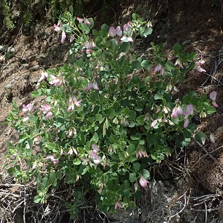 Ononis rotundifolia \ Rundblttrige Hauhechel / Round-Leaved Restharrow, A Osttirol, Matrei 14.5.2025