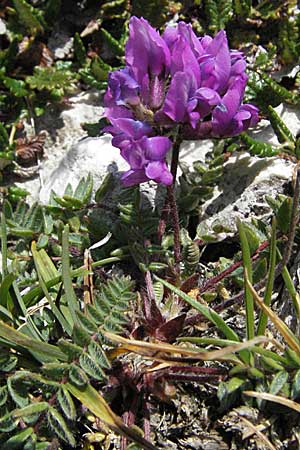 Oxytropis neglecta \ Insubrischer Spitzkiel, Pyren�en-Spitzkiel, A K&auml;rnten, Petzen 21.7.2007