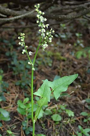 Oxyria digyna \ Alpen-Suerling / Alpine Mountain Sorrel, A Trenchtling 6.7.2024