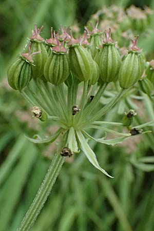 Pleurospermum austriacum \ sterreichischer Rippensame / Austrian Pleurospermum, A Palfau 8.7.2024