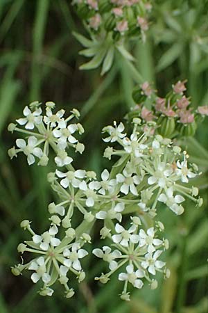 Pleurospermum austriacum \ sterreichischer Rippensame / Austrian Pleurospermum, A Palfau 8.7.2024
