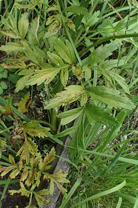 Pleurospermum austriacum \ sterreichischer Rippensame / Austrian Pleurospermum, A Palfau 8.7.2024