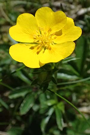 Potentilla aurea \ Gold-Fingerkraut / Golden Cinquefoil, A Bad Gastein 29.6.2025
