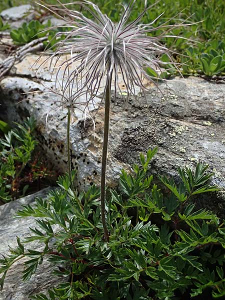 Pulsatilla alpina subsp. austriaca \ �sterreicher Alpen-Kuhschelle, A Kolm Saigurn 2.7.2025
