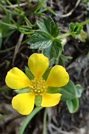Potentilla brauniana \ Zwerg-Fingerkraut / Dwarf Cinquefoil, A Admont 5.7.2024