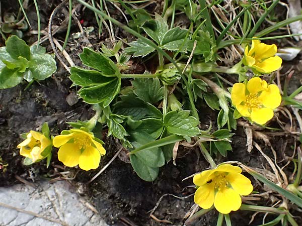 Potentilla brauniana \ Zwerg-Fingerkraut / Dwarf Cinquefoil, A Admont 5.7.2024