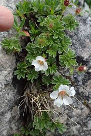 Potentilla clusiana \ Ostalpen-Fingerkraut / Clusius Cinquefoil, A Admont 5.7.2024