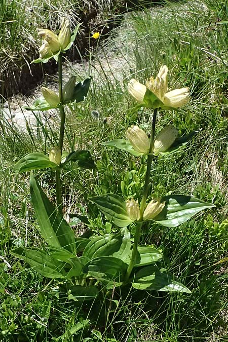Gentiana punctata \ Punktierter Enzian / Spotted Gentian, A Bad Gastein 29.6.2025