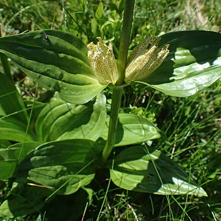 Gentiana punctata \ Punktierter Enzian / Spotted Gentian, A Bad Gastein 29.6.2025