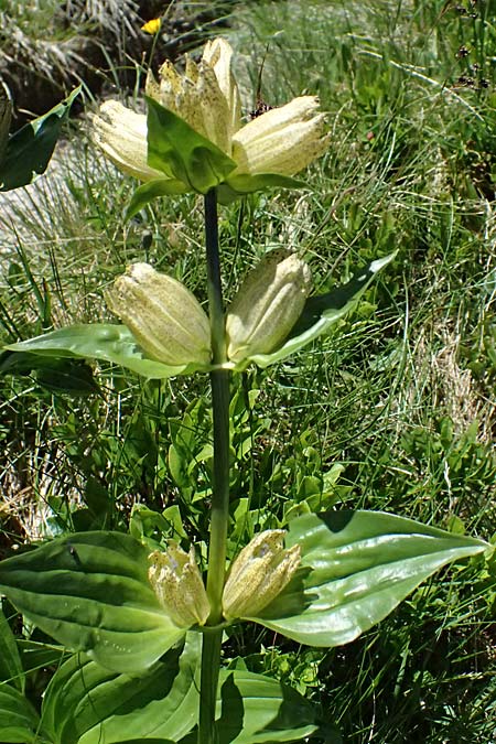 Gentiana punctata \ Punktierter Enzian / Spotted Gentian, A Bad Gastein 29.6.2025