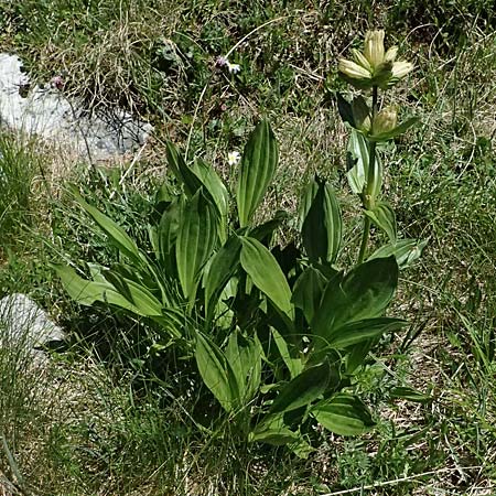 Gentiana punctata \ Punktierter Enzian / Spotted Gentian, A Bad Gastein 29.6.2025