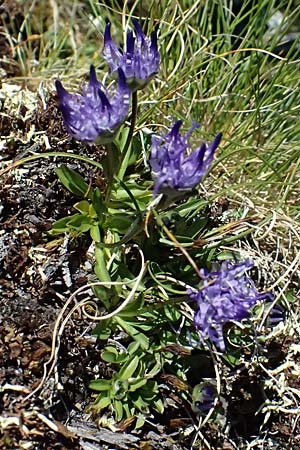 Phyteuma globulariifolium subsp. globulariifolium \ Armbltige Rapunzel / Globularia-Leaved Rampion, A Bad Gastein 29.6.2025