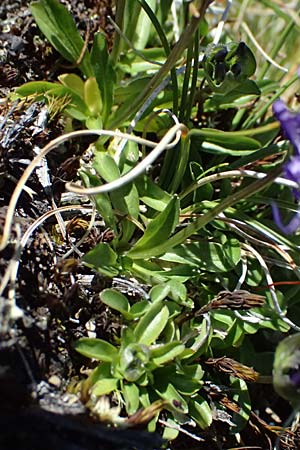 Phyteuma globulariifolium subsp. globulariifolium \ Armbltige Rapunzel / Globularia-Leaved Rampion, A Bad Gastein 29.6.2025