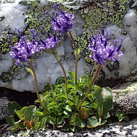 Phyteuma globulariifolium subsp. globulariifolium \ Armbltige Rapunzel / Globularia-Leaved Rampion, A Kolm Saigurn 2.7.2025